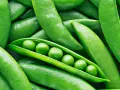 Frische Erbsen in ihrer Schote, ein Beweis dafür, dass Erbsen gesund sind und voller Nährstoffe stecken.