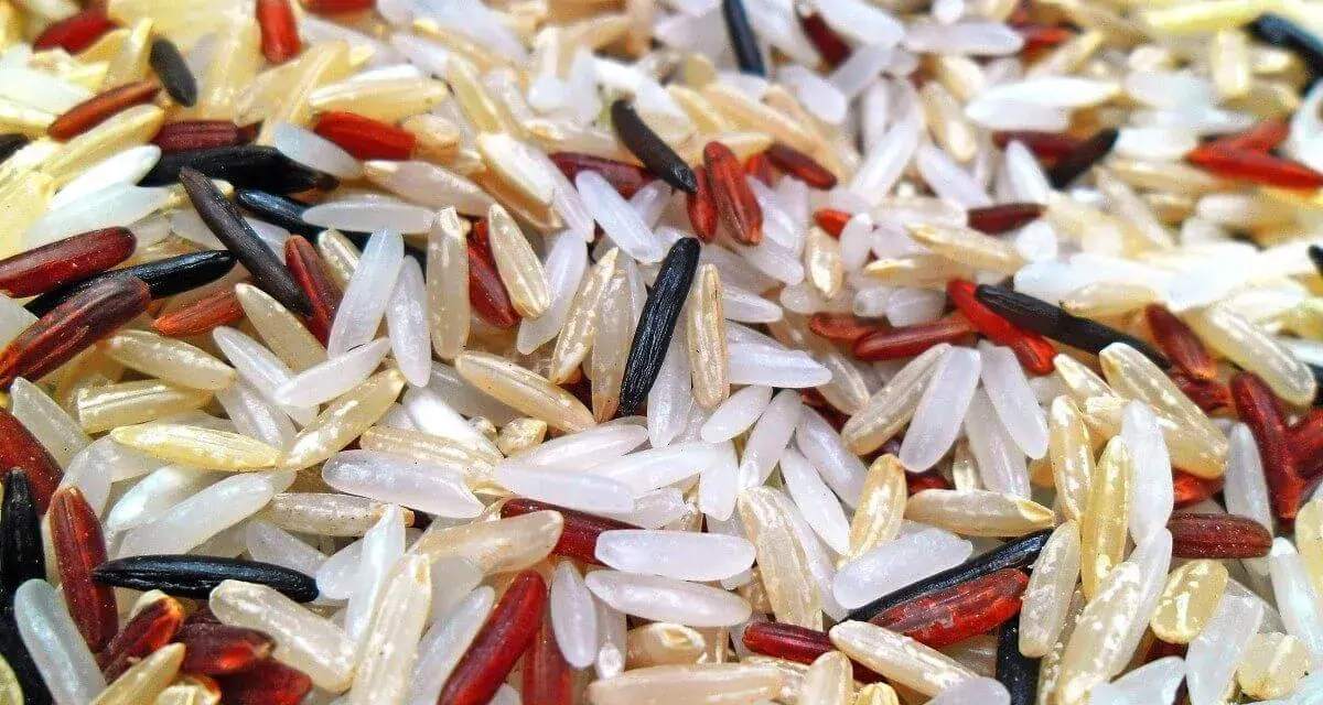 Ein bunter Mix aus weißem, rotem und schwarzem Reis, der an Basmati oder Jasmin Reis erinnert.