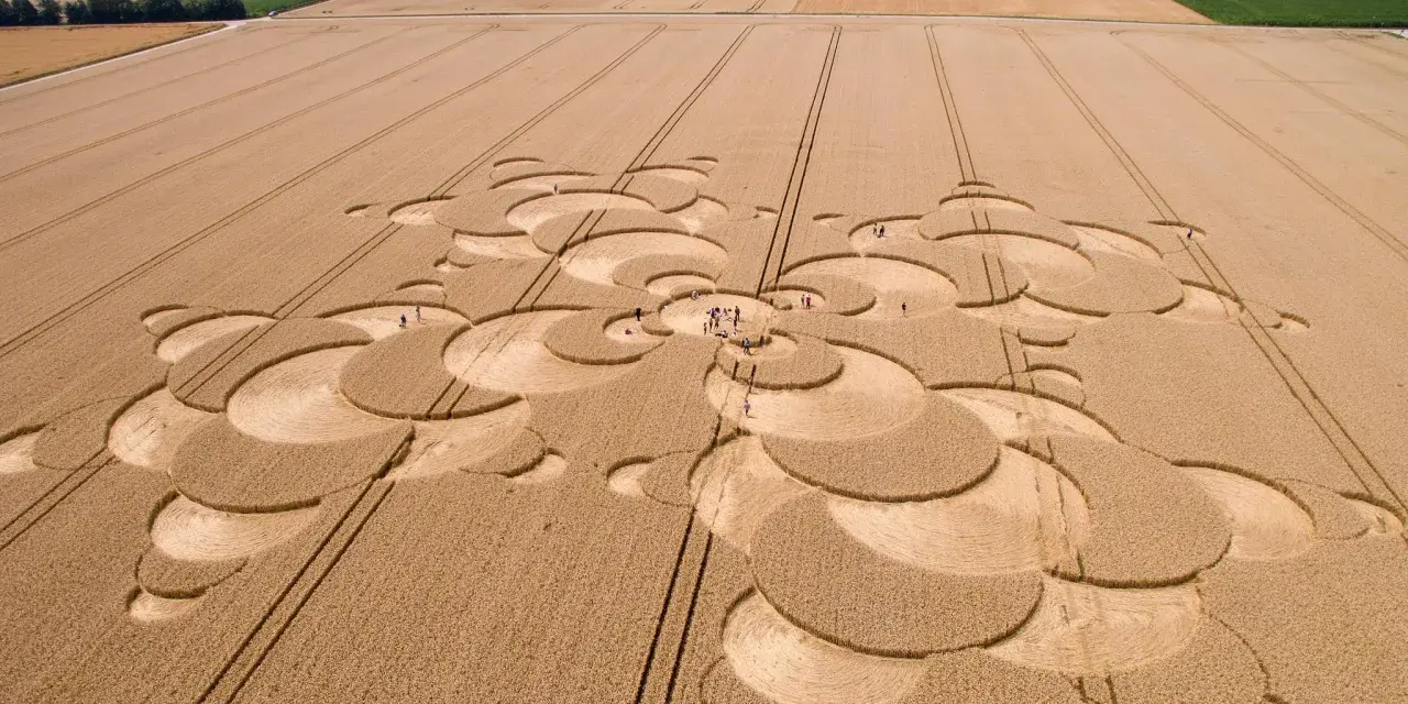 Ein Kornfeld zeigt ein komplexes Muster, das an eine Blüte erinnert. Menschen erkunden die Formation, die zeigt, wie wird Reis geerntet.