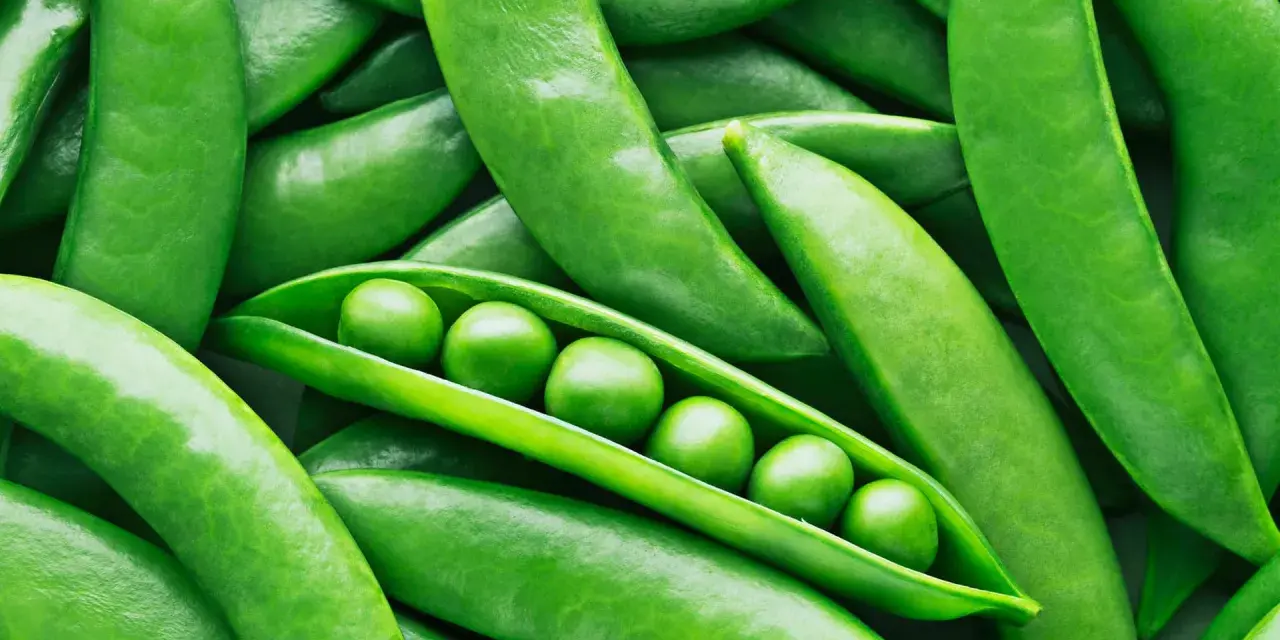 Frische Erbsen in ihrer Schote, ein Beweis dafür, dass Erbsen gesund sind und voller Nährstoffe stecken.