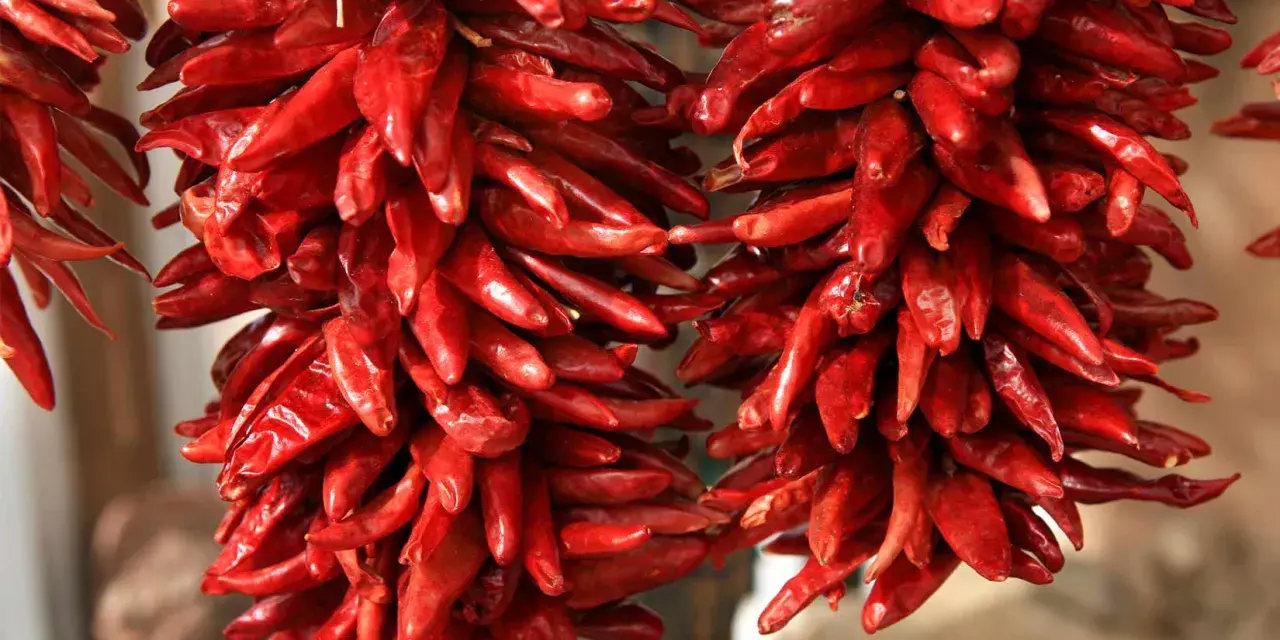 Zwei Stränge getrockneter, leuchtend roter Peperoncini hängen nebeneinander. Sie sind an Stroh gebunden und warten darauf, als scharfe Würze zu dienen.