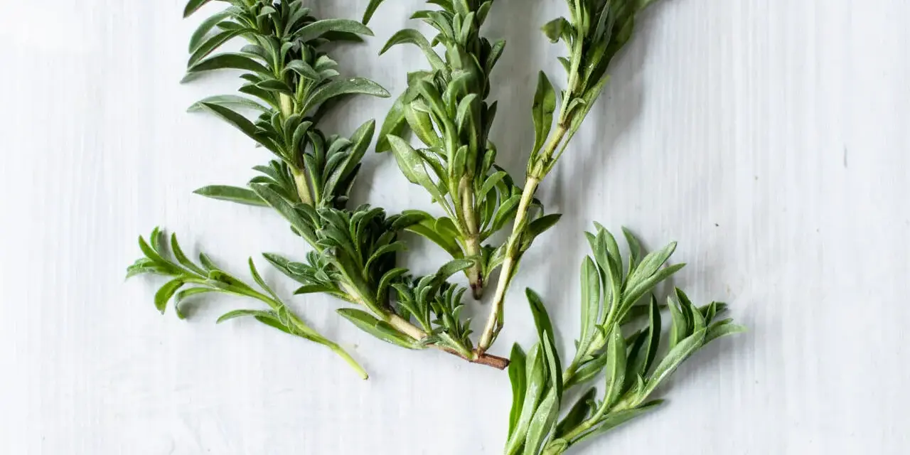 Frische Zweige von was ist bohnenkraut, einem aromatischen Kraut mit kleinen, grünen Blättern, liegen auf hellem Untergrund.