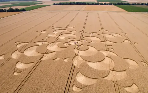 Ein Kornfeld zeigt ein komplexes Muster, das an eine Blüte erinnert. Menschen erkunden die Formation, die zeigt, wie wird Reis geerntet.