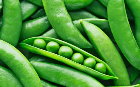 Frische Erbsen in ihrer Schote, ein Beweis dafür, dass Erbsen gesund sind und voller Nährstoffe stecken.