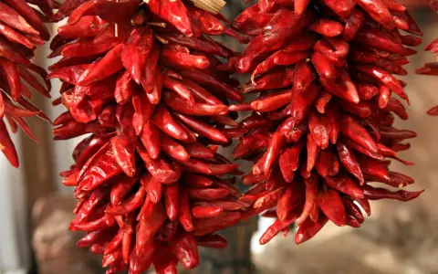 Zwei Stränge getrockneter, leuchtend roter Peperoncini hängen nebeneinander. Sie sind an Stroh gebunden und warten darauf, als scharfe Würze zu dienen.