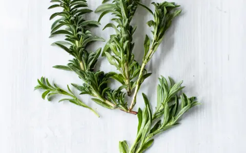 Frische Zweige von was ist bohnenkraut, einem aromatischen Kraut mit kleinen, grünen Blättern, liegen auf hellem Untergrund.