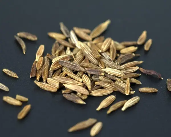 Ein Haufen brauner Kümmelsamen auf schwarzem Hintergrund. Was ist Cumin? Das sind diese Samen, die Gerichten ein würziges Aroma verleihen.