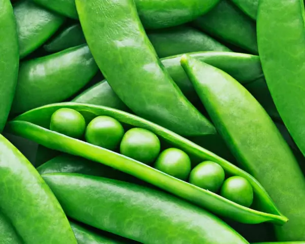 Frische Erbsen in ihrer Schote, ein Beweis dafür, dass Erbsen gesund sind und voller Nährstoffe stecken.