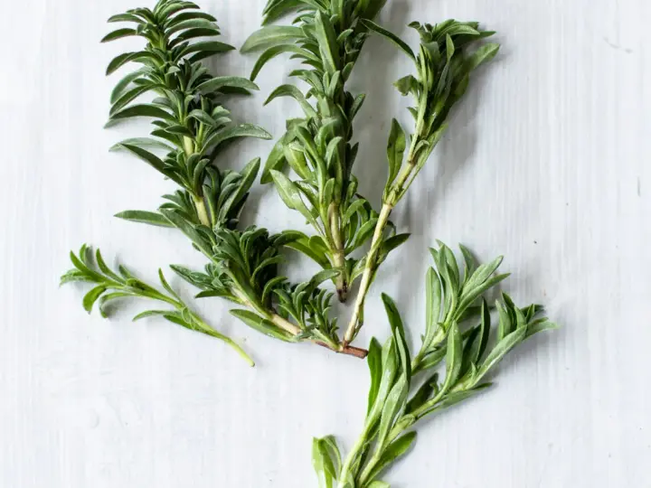 Frische Zweige von was ist bohnenkraut, einem aromatischen Kraut mit kleinen, grünen Blättern, liegen auf hellem Untergrund.