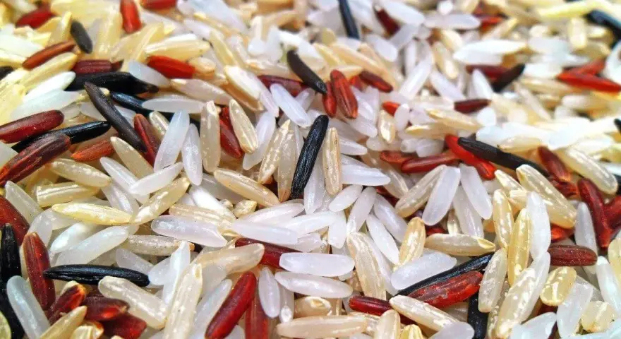 Ein bunter Mix aus weißem, rotem und schwarzem Reis, der an Basmati oder Jasmin Reis erinnert.