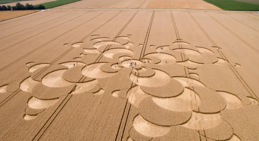 Ein Kornfeld zeigt ein komplexes Muster, das an eine Blüte erinnert. Menschen erkunden die Formation, die zeigt, wie wird Reis geerntet.