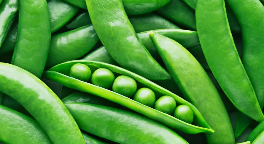 Frische Erbsen in ihrer Schote, ein Beweis dafür, dass Erbsen gesund sind und voller Nährstoffe stecken.