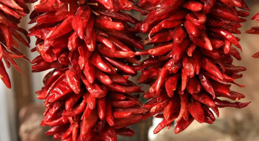 Zwei Stränge getrockneter, leuchtend roter Peperoncini hängen nebeneinander. Sie sind an Stroh gebunden und warten darauf, als scharfe Würze zu dienen.