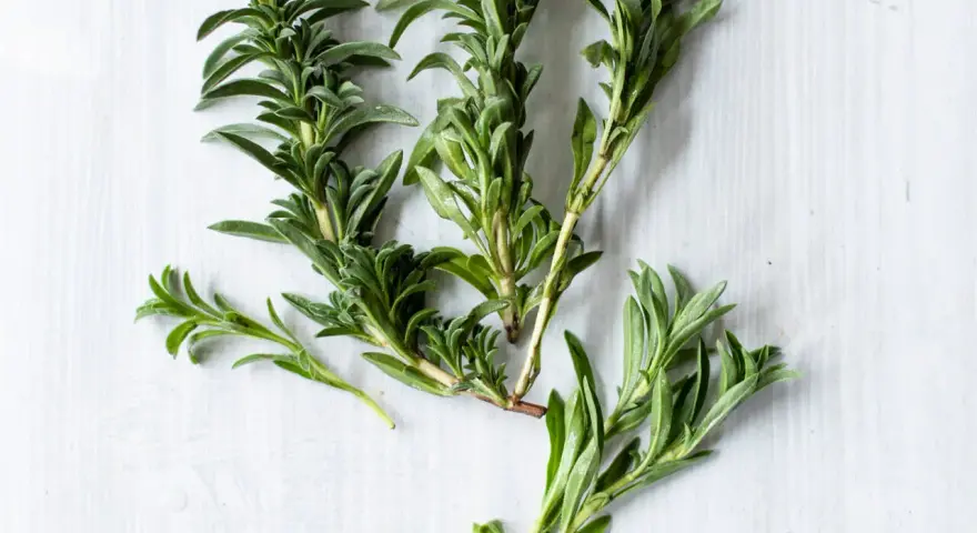 Frische Zweige von was ist bohnenkraut, einem aromatischen Kraut mit kleinen, grünen Blättern, liegen auf hellem Untergrund.