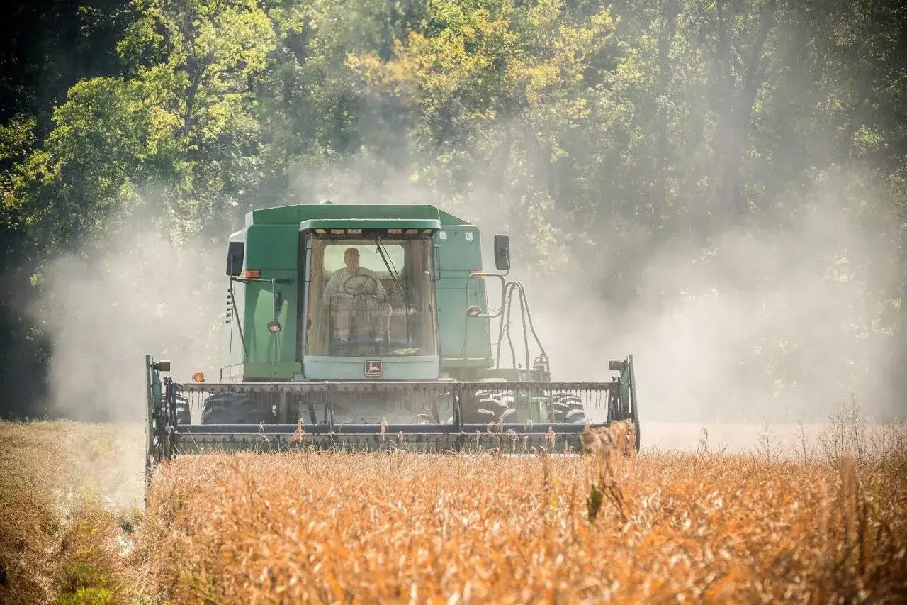 Ein Mähdrescher fährt durch ein Feld und zeigt, wie wird Reis geerntet. Staub wirbelt auf, während die Maschine das Getreide erfasst.
