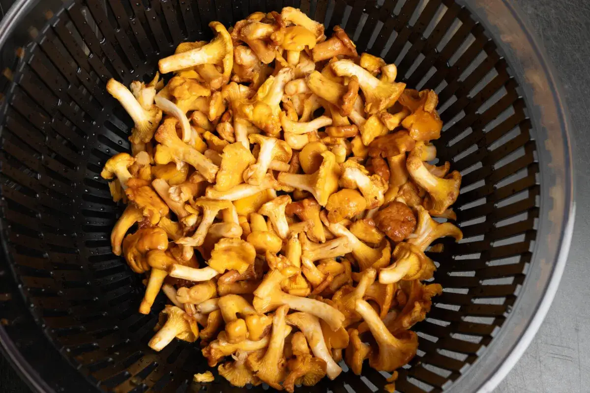 Ein Sieb voller frischer Pfifferlinge, bereit f&uuml;r ein k&ouml;stliches Pfifferlinge Rezept.