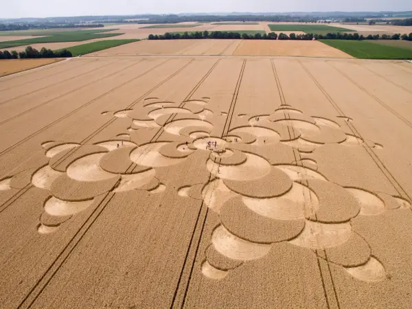 Ein Kornfeld zeigt ein komplexes Muster, das an eine Blüte erinnert. Menschen erkunden die Formation, die zeigt, wie wird Reis geerntet.