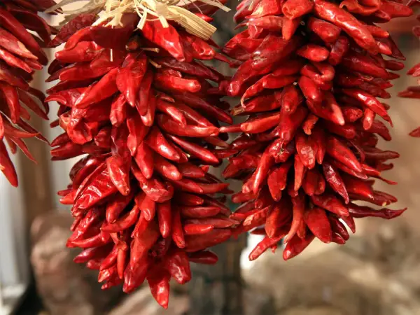 Zwei Stränge getrockneter, leuchtend roter Peperoncini hängen nebeneinander. Sie sind an Stroh gebunden und warten darauf, als scharfe Würze zu dienen.